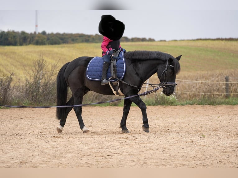 Pony tedesco Castrone 9 Anni 122 cm Morello in RemlingenRemlingen