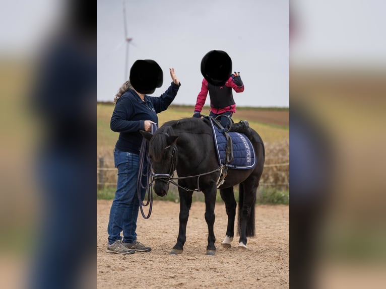 Pony tedesco Castrone 9 Anni 123 cm Morello in RemlingenRemlingen