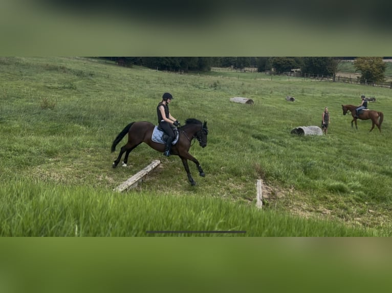Pony tedesco Mix Castrone 9 Anni 135 cm Morello in Bodenwerder