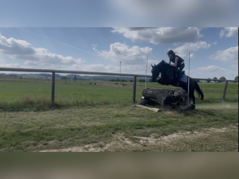 Pony tedesco Mix Castrone 9 Anni 135 cm Morello in Bodenwerder