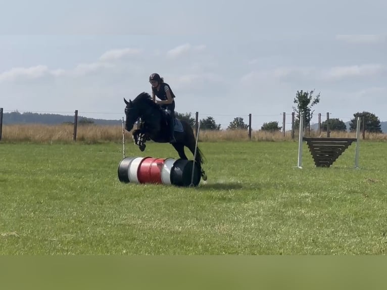 Pony tedesco Mix Castrone 9 Anni 135 cm Morello in Bodenwerder