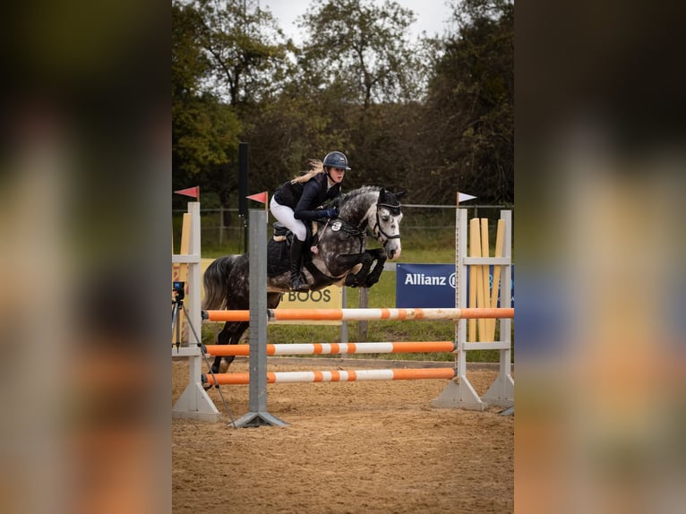 Pony tedesco Castrone 9 Anni 142 cm Grigio pezzato in Villingen-Schwenningen