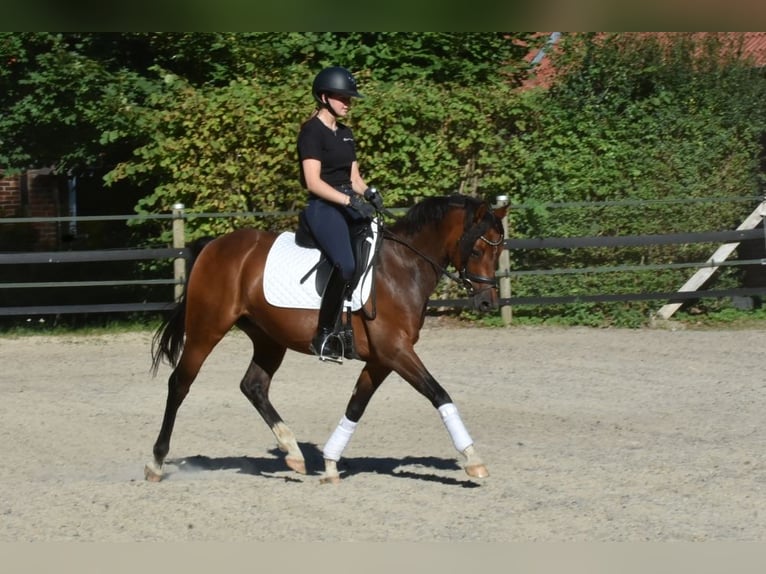 Pony tedesco Castrone 9 Anni 145 cm Baio in Porta Westfalica