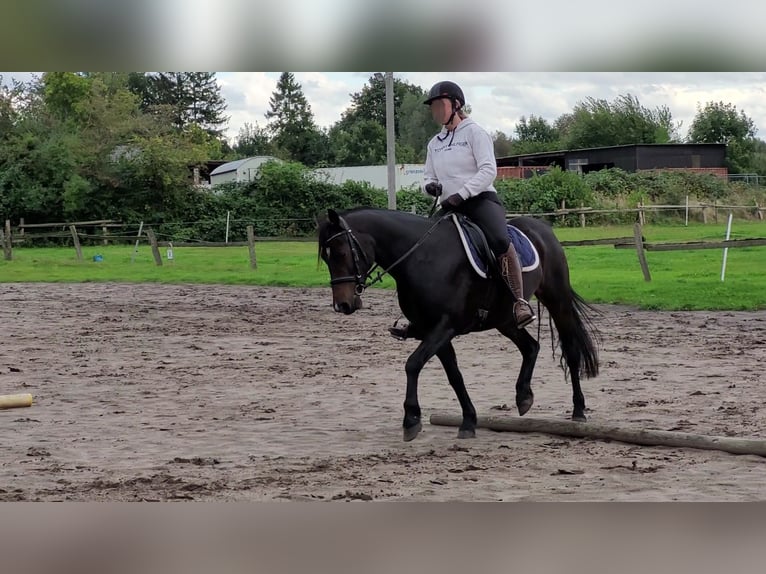 Pony tedesco Castrone 9 Anni 145 cm Baio nero in Horst