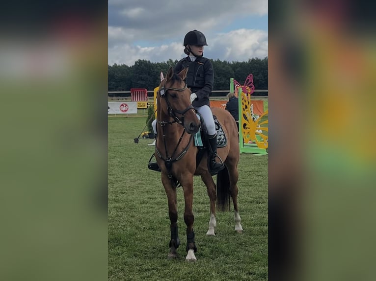 Pony tedesco Castrone 9 Anni 145 cm Pelle di daino in Borstel