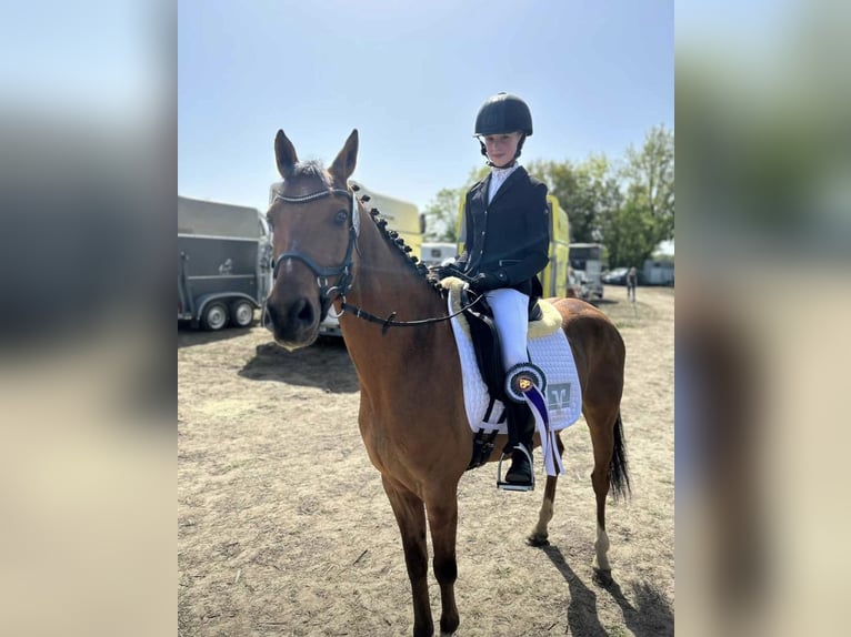 Pony tedesco Castrone 9 Anni 145 cm Pelle di daino in Borstel