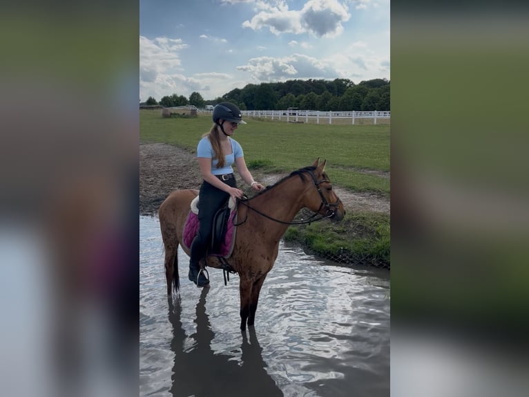 Pony tedesco Castrone 9 Anni 145 cm Pelle di daino in Borstel