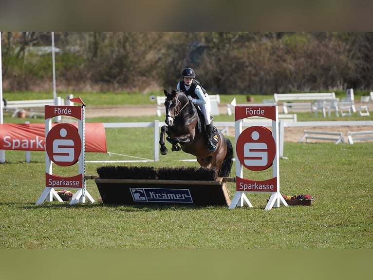 Pony tedesco Castrone 9 Anni 146 cm Baio in Brietlingen