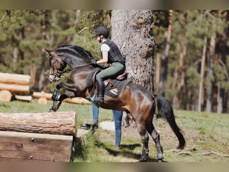Pony tedesco Castrone 9 Anni 146 cm  in Brietlingen
