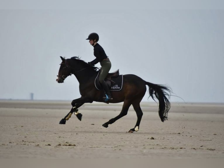 Pony tedesco Castrone 9 Anni 146 cm  in Brietlingen