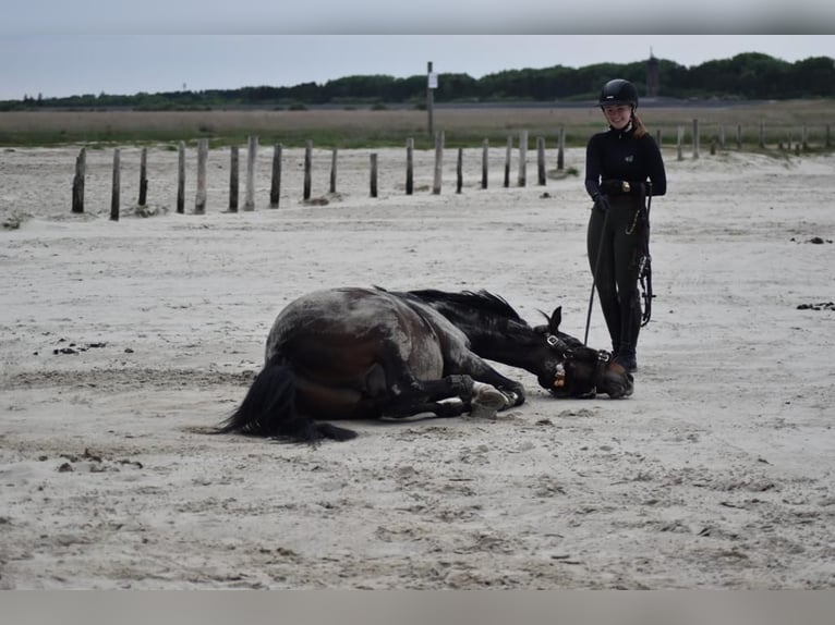 Pony tedesco Castrone 9 Anni 146 cm  in Brietlingen