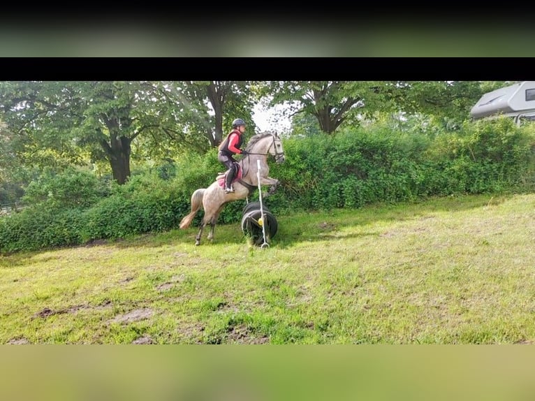 Pony tedesco Castrone 9 Anni 146 cm Falbo baio in Großheide Westerende