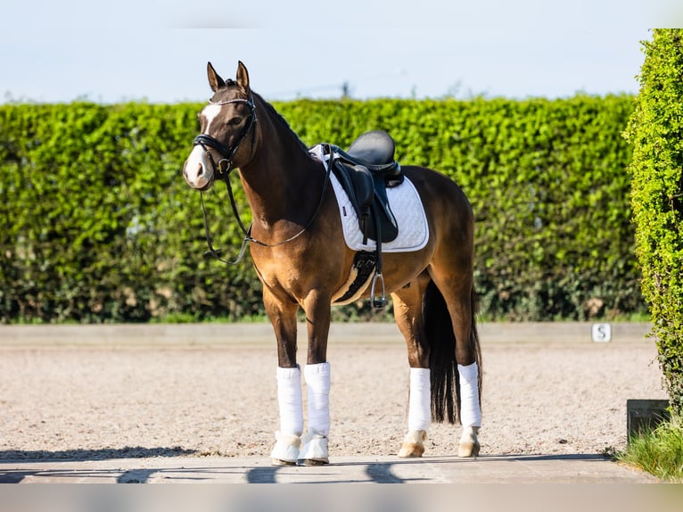 Pony tedesco Castrone 9 Anni 146 cm Falbo in Gent
