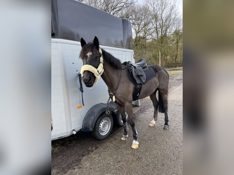 Pony tedesco Castrone 9 Anni 146 cm Morello in Schwerte