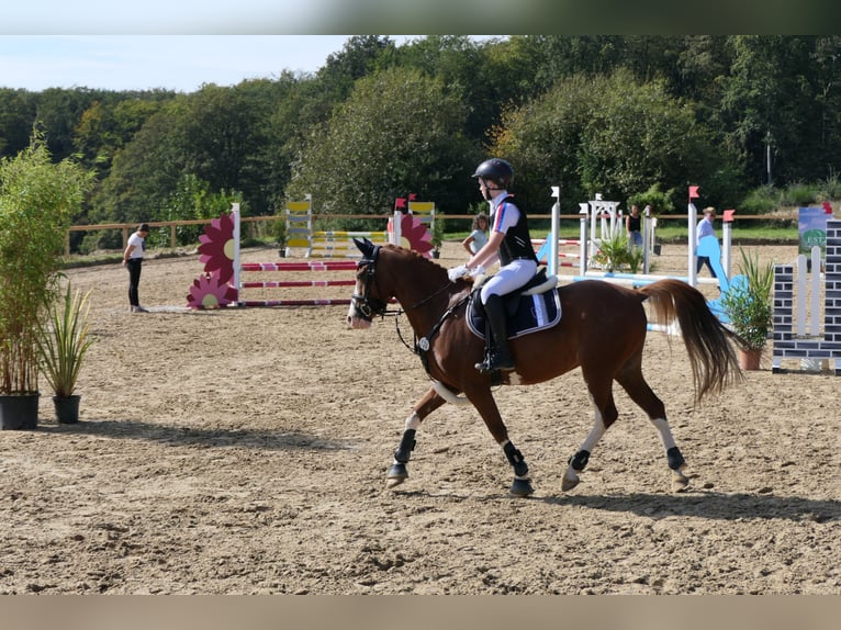 Pony tedesco Castrone 9 Anni 146 cm Sauro in Wermelskirchen