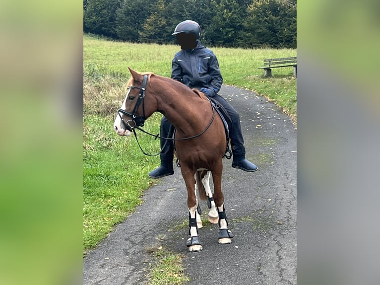 Pony tedesco Castrone 9 Anni 146 cm Sauro in Wermelskirchen