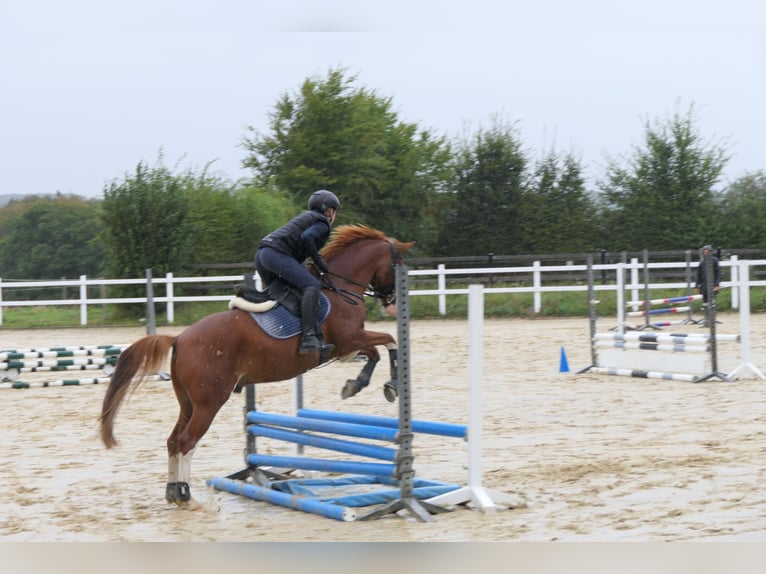 Pony tedesco Castrone 9 Anni 146 cm Sauro in Wermelskirchen