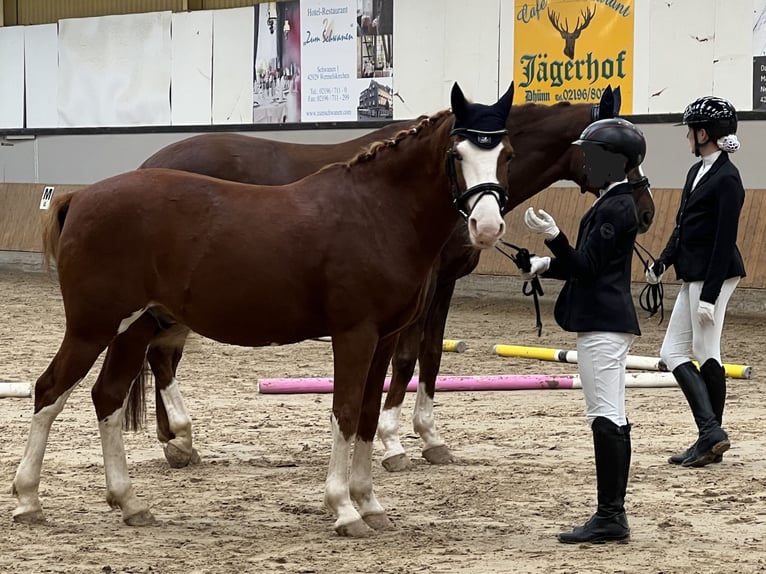 Pony tedesco Castrone 9 Anni 146 cm Sauro in Wermelskirchen