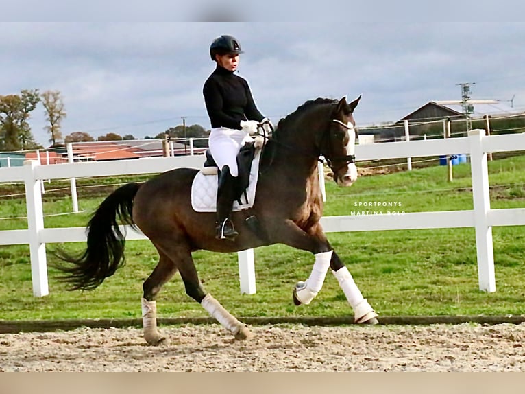 Pony tedesco Castrone 9 Anni 147 cm Baio in Recke, bei Osnabrück