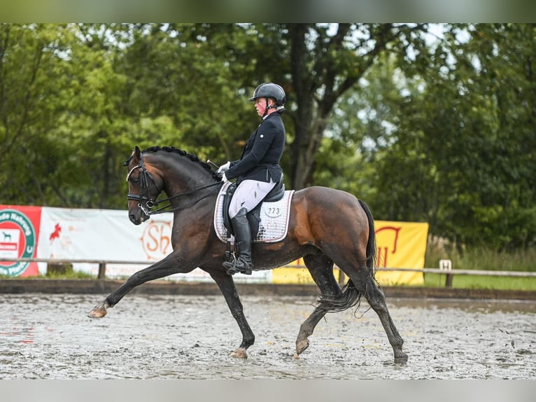 Pony tedesco Castrone 9 Anni 147 cm Baio scuro in Dörpstedt