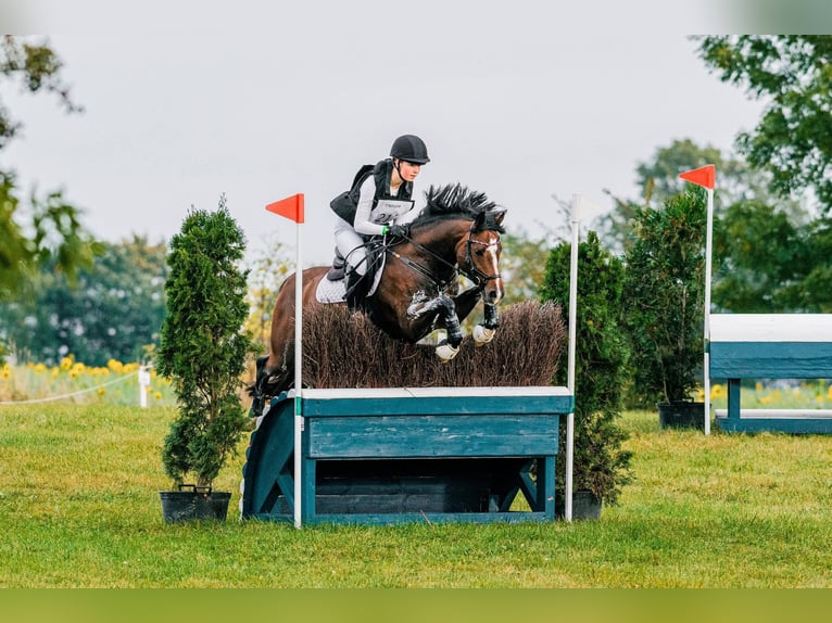 Pony tedesco Castrone 9 Anni 147 cm Baio scuro in Dörpstedt