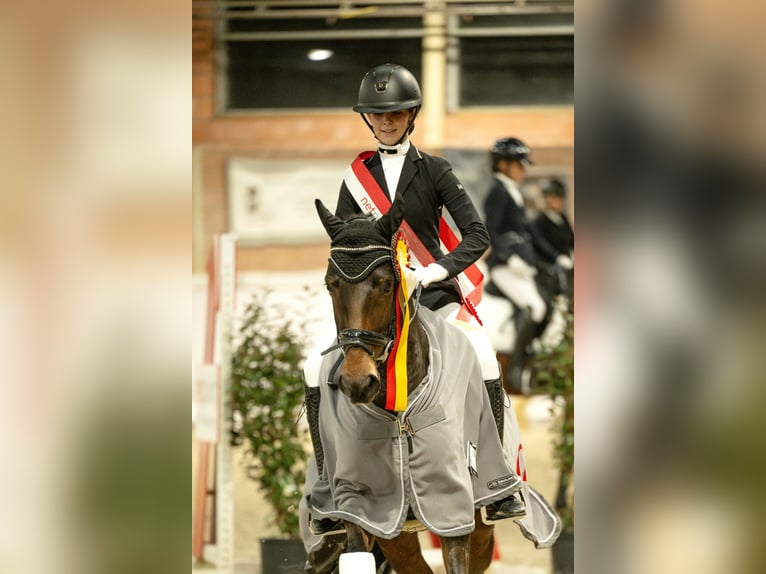 Pony tedesco Castrone 9 Anni 147 cm Baio scuro in Willich