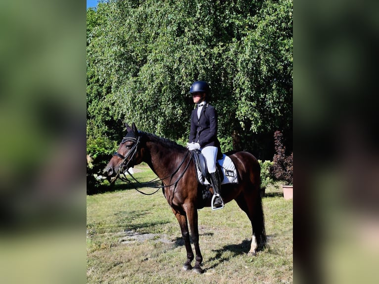 Pony tedesco Castrone 9 Anni 147 cm Baio scuro in Willich