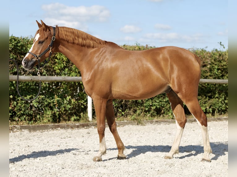 Pony tedesco Castrone 9 Anni 147 cm Sauro in Neustadt (Wied)