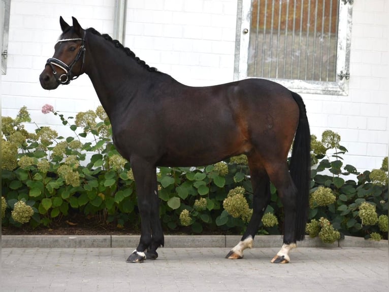 Pony tedesco Castrone 9 Anni 148 cm Baio in Osnabrück