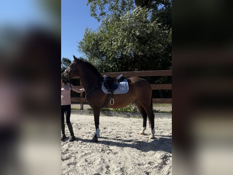 Pony tedesco Castrone 9 Anni 148 cm Baio in Nusse