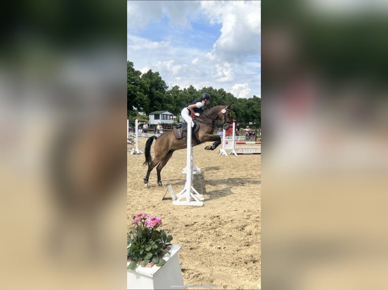 Pony tedesco Castrone 9 Anni 148 cm Baio scuro in M&#xFC;nster