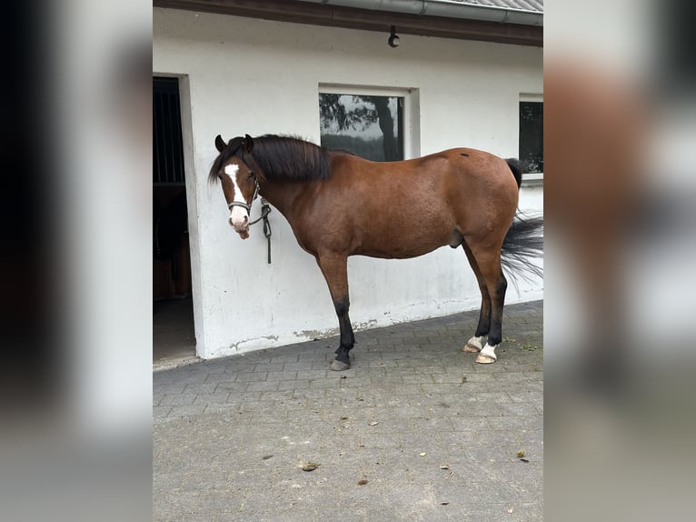 Pony tedesco Castrone 9 Anni 148 cm  in Tecklenburg