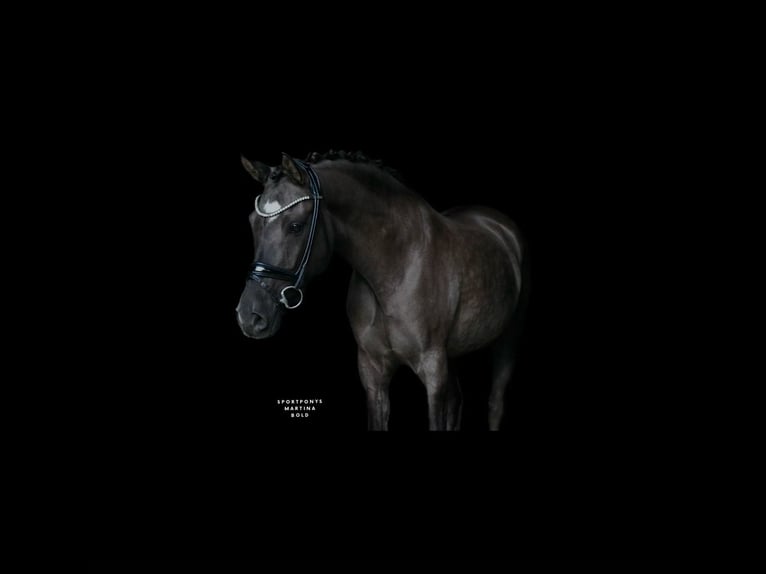 Pony tedesco Castrone 9 Anni 148 cm Falbo in Recke, bei Osnabrück
