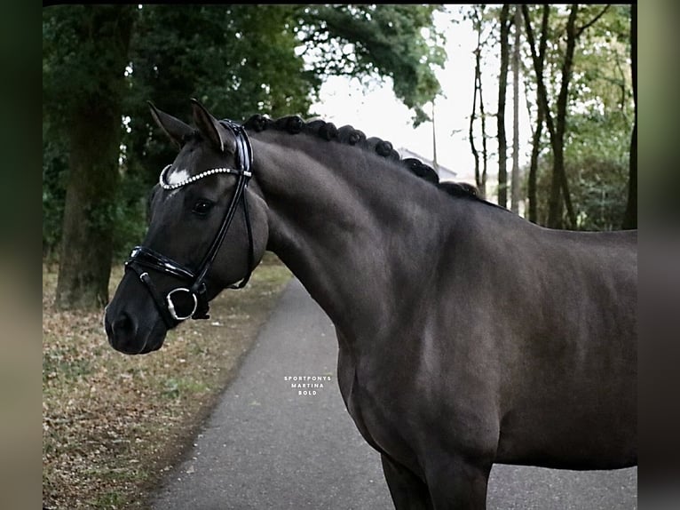 Pony tedesco Castrone 9 Anni 148 cm Falbo in Recke, bei Osnabrück