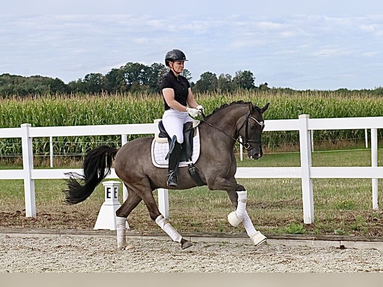 Pony tedesco Castrone 9 Anni 148 cm Falbo in Recke, bei Osnabrück