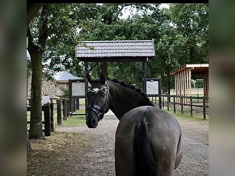 Pony tedesco Castrone 9 Anni 148 cm Falbo in Recke, bei Osnabrück
