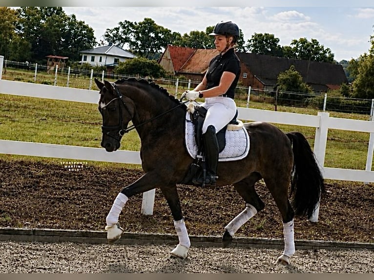 Pony tedesco Castrone 9 Anni 148 cm Falbo in Recke, bei Osnabrück
