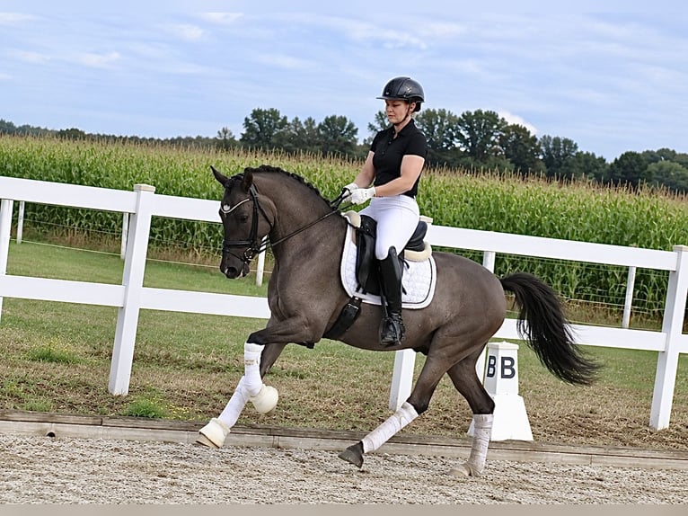 Pony tedesco Castrone 9 Anni 148 cm Falbo in Recke, bei Osnabrück