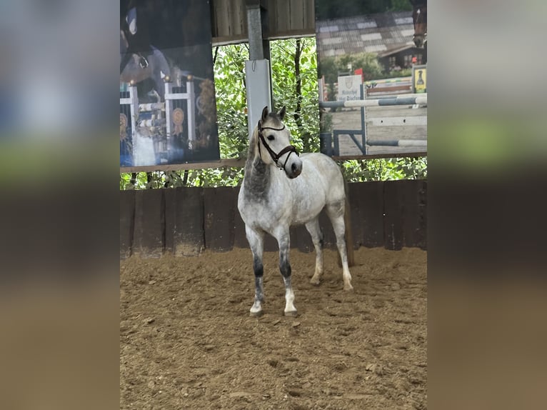 Pony tedesco Castrone 9 Anni 148 cm Grigio in Bissendorf