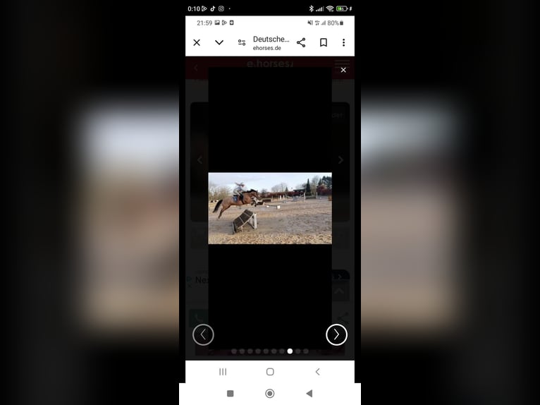 Pony tedesco Castrone 9 Anni 148 cm Pelle di daino in Essen