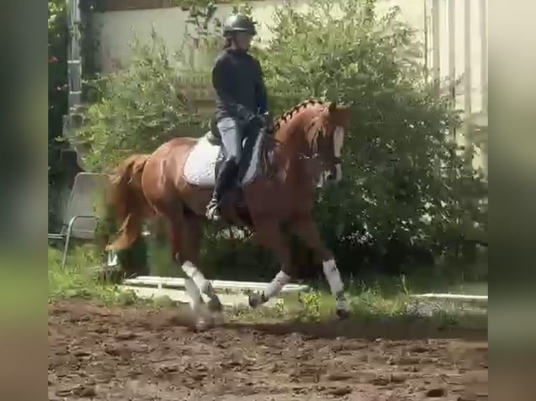 Pony tedesco Castrone 9 Anni 148 cm Sauro in Bad Schönborn