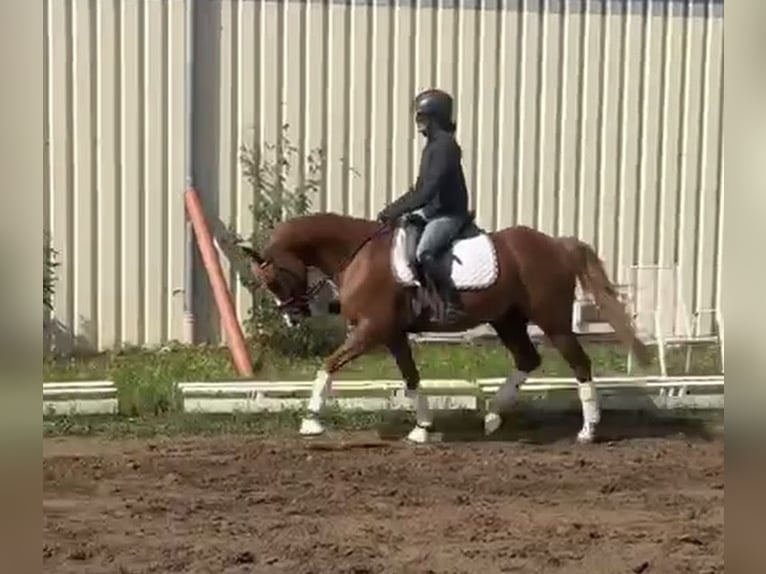 Pony tedesco Castrone 9 Anni 148 cm Sauro in Bad Schönborn