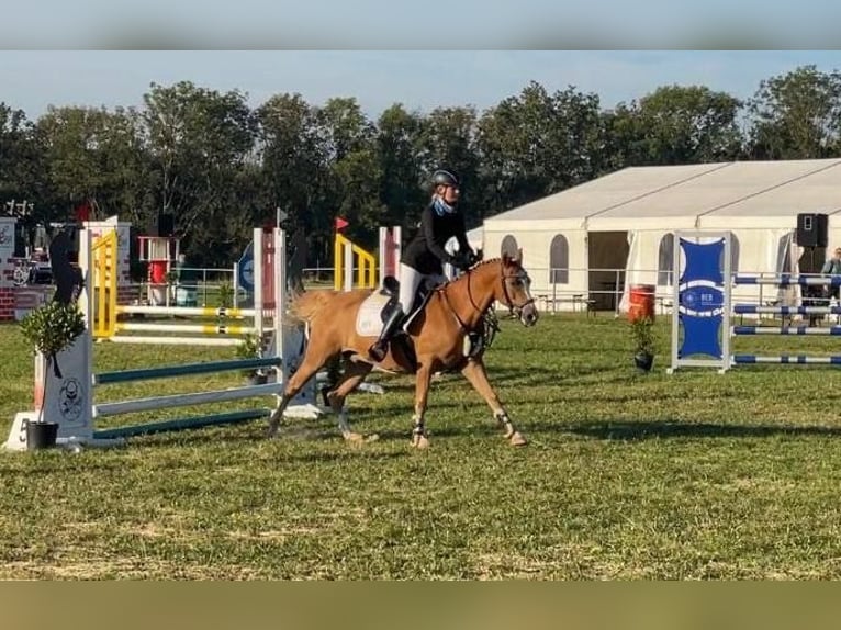 Pony tedesco Castrone 9 Anni 148 cm Sauro in Brahmenau