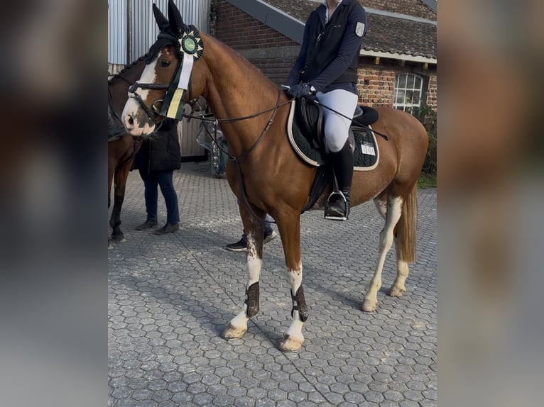 Pony tedesco Castrone 9 Anni 148 cm Sauro in Alpen