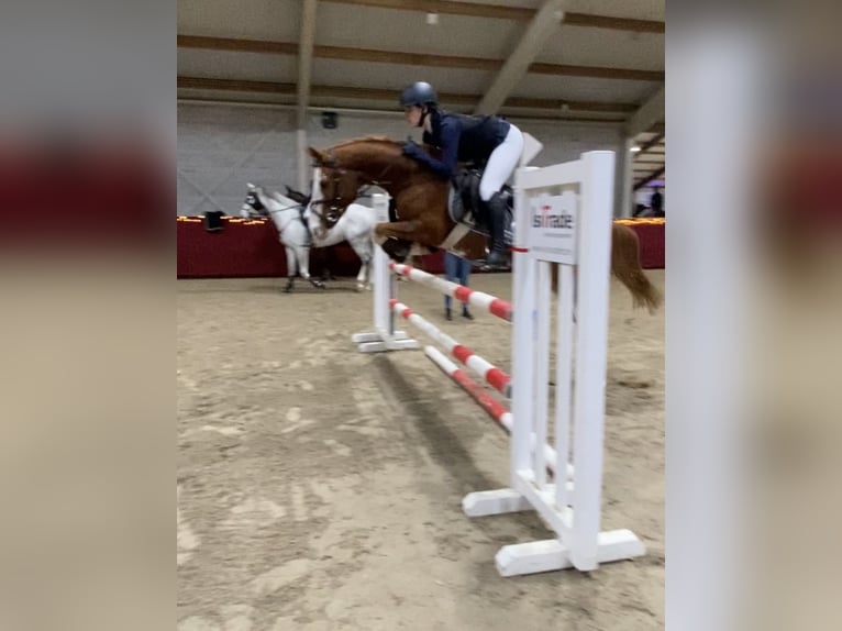 Pony tedesco Castrone 9 Anni 148 cm Sauro in Alpen