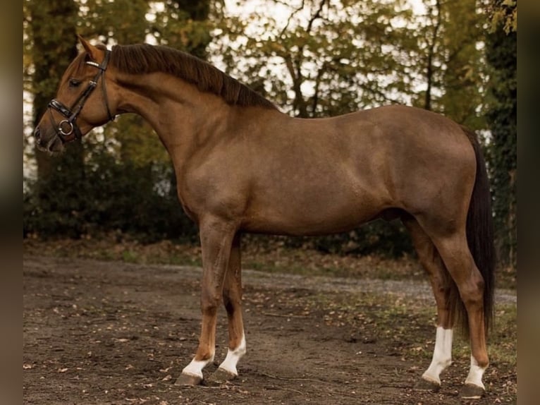 Pony tedesco Castrone 9 Anni 148 cm Sauro scuro in Neulußheim Pony tedesco Castrone 9 Anni 148 cm Sauro scuro in Neulußheim