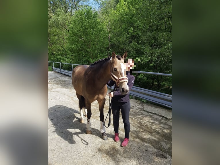Pony tedesco Castrone 9 Anni 150 cm Falbo in Wilnsdorf