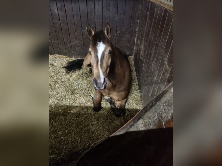 Pony tedesco Castrone 9 Anni 150 cm Falbo in Wilnsdorf