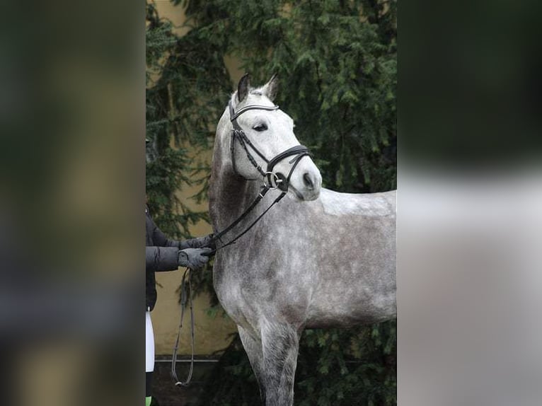 Pony tedesco Castrone 9 Anni 150 cm Grigio pezzato in Sieversdorf-Hohenofen