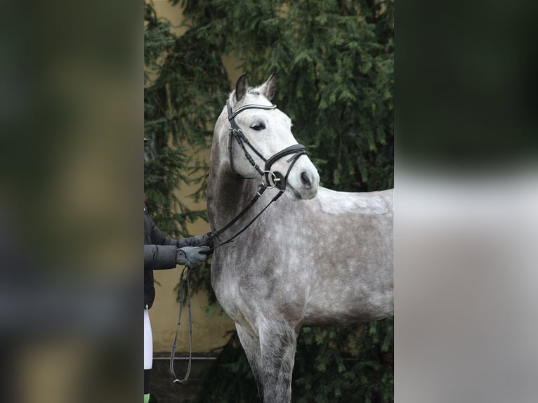 Pony tedesco Castrone 9 Anni 150 cm Grigio pezzato in Neustadt (Dosse)